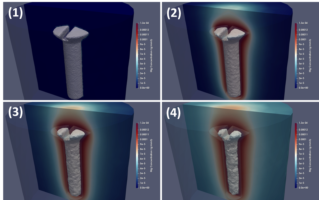 Simulation results of the degradation process of a screw made of magnesium inside a saline (NaCl) solution, leading to a high rate of degradation. The contours display the concentration of magnesium ions on a cross-section view of the medium beside the moving surface of the screw. The screw was selected to be small (1 millimeter) so that the effect of degradation can be observed in a smaller time window. Each sub-figure shows a time difference of 24 hours, and the numbers (1) to (4) demonstrate the evolution of the simulation over time. This example is provided along with the code.