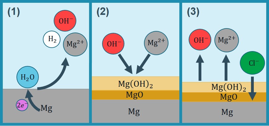 The chemistry of biodegradation of Mg considered in the current study: 1) Mg oxidation and water reduction processes accompanied by releasing 