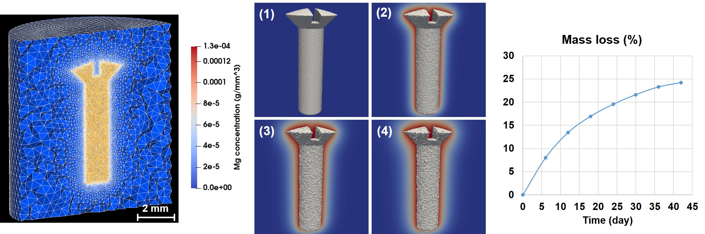 A cross-section of the computational mesh and simulation results of the degradation process of the use-case screw in SBF solution as well as the mass loss graph over time. The contours display the concentration of 