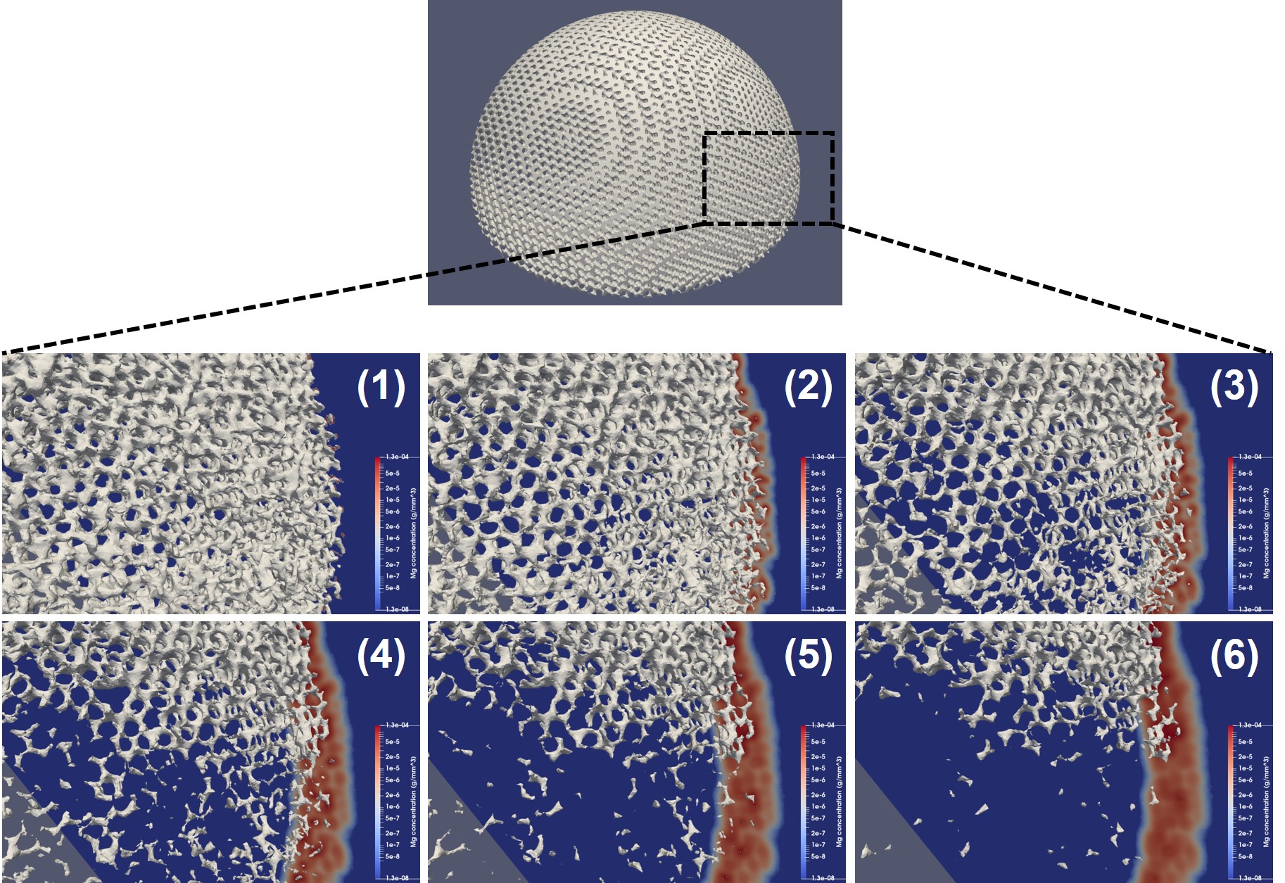 A closer look at the visualization of the change of morphology of the acetabular implant over time ((1) to (6)) along with a cross-section of the medium showing the concentration of released Mg ions.