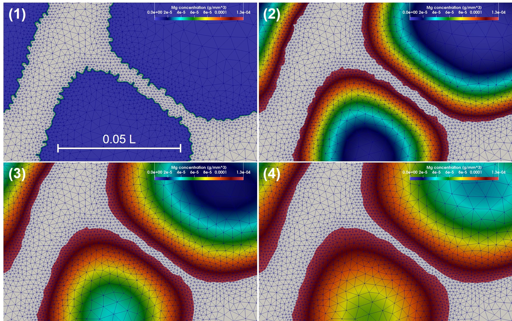 Zoomed view of the visualization results of the biodegradation simulation for case 1, showing the refined mesh, the concentration of released ions, and shrinkage of the degrading object. The numbers (1) to (4) demonstrate the evolution of the simulation over time.