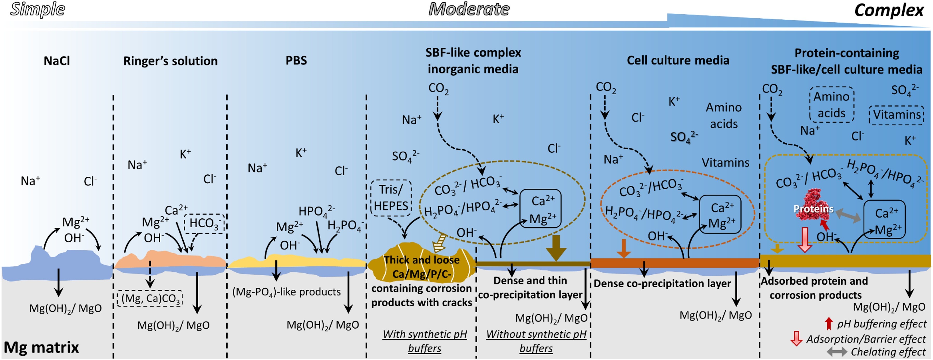 A schematic representation of Mg biodegradation behavior in commonly used solutions for corrosion tests of biodegradable metals 