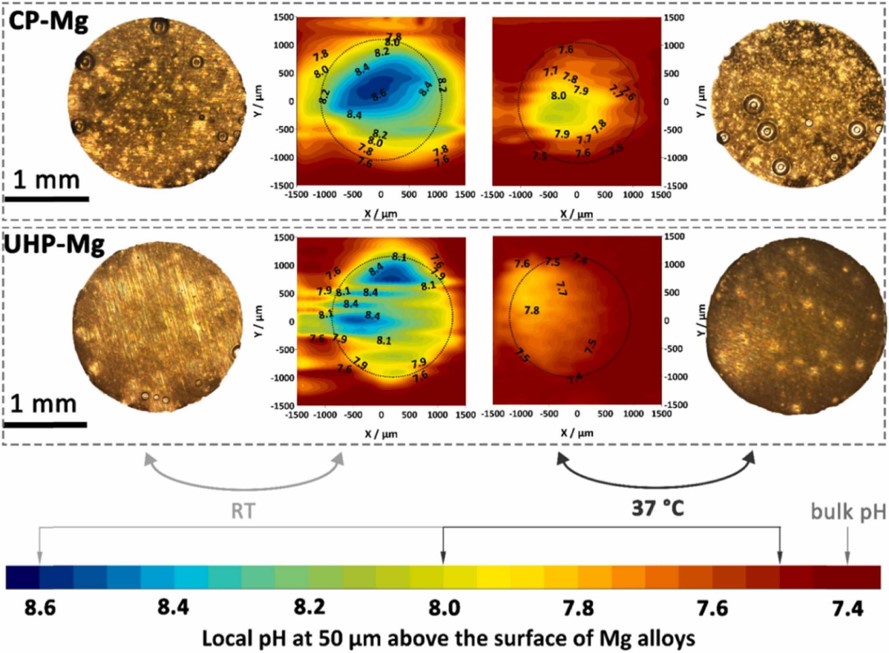 Experimental results for the distribution of local pH above the surface of the sample, measured after 12 hours of degradation.