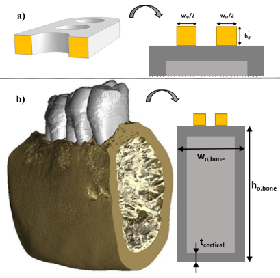 Cross-sections as used for the beam theory analysis. a) Cross-section of the jaw plate (indicated with JP in the figure) around the third hole (arbitrary, break does not always occur around this hole) with indication of height (