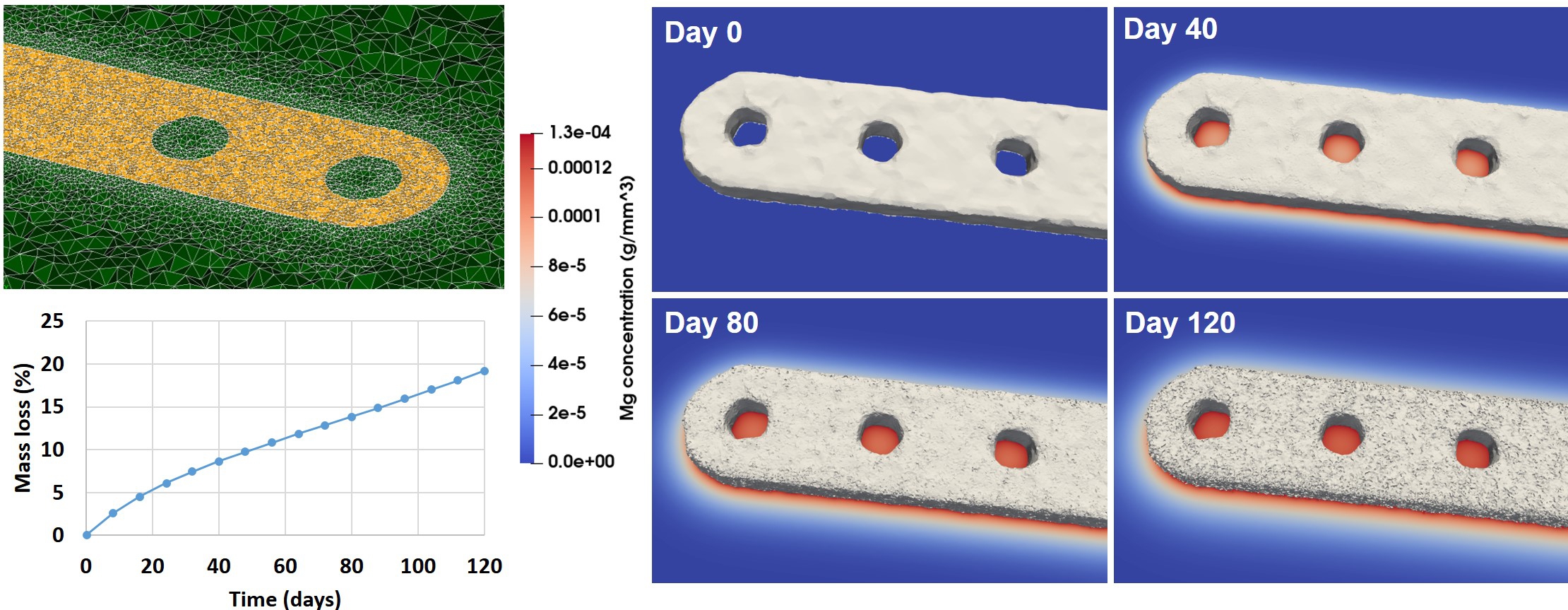 Simulation results. (a) A cross-section of the computational mesh and simulation results of the degradation model of the jaw bone plate in Simlated Body Fluid solution as well as (b) the mass loss graph over time. (c) Degradation of the plate over time. The contours display the concentration of magnesium ions on a cross-section view of the medium beside the moving surface of the bone plate at days 1, 40, 80 and 120. The gray surface is the zero iso-contour of the Level Set function, which corresponds to the surface of the bone plate.