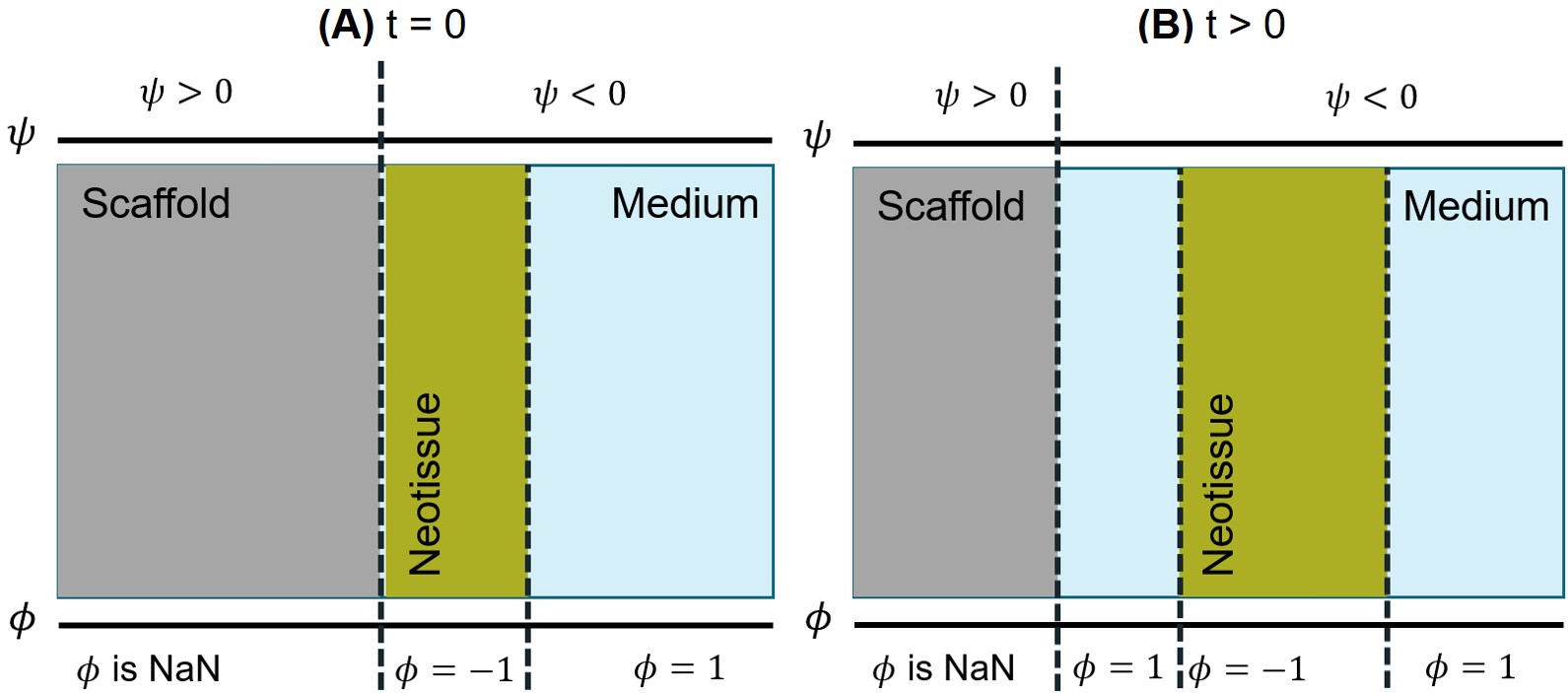 Schematic presentation of coupled neotissue growth and biodegradation models (implemented using phase-field and level-set methods respectively): A) initial state of the system with level-set (