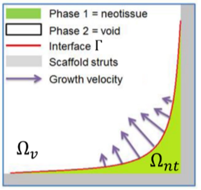 Schematic representation of the phase-field and level-set models for tissue growth, in which the neotissue domain (