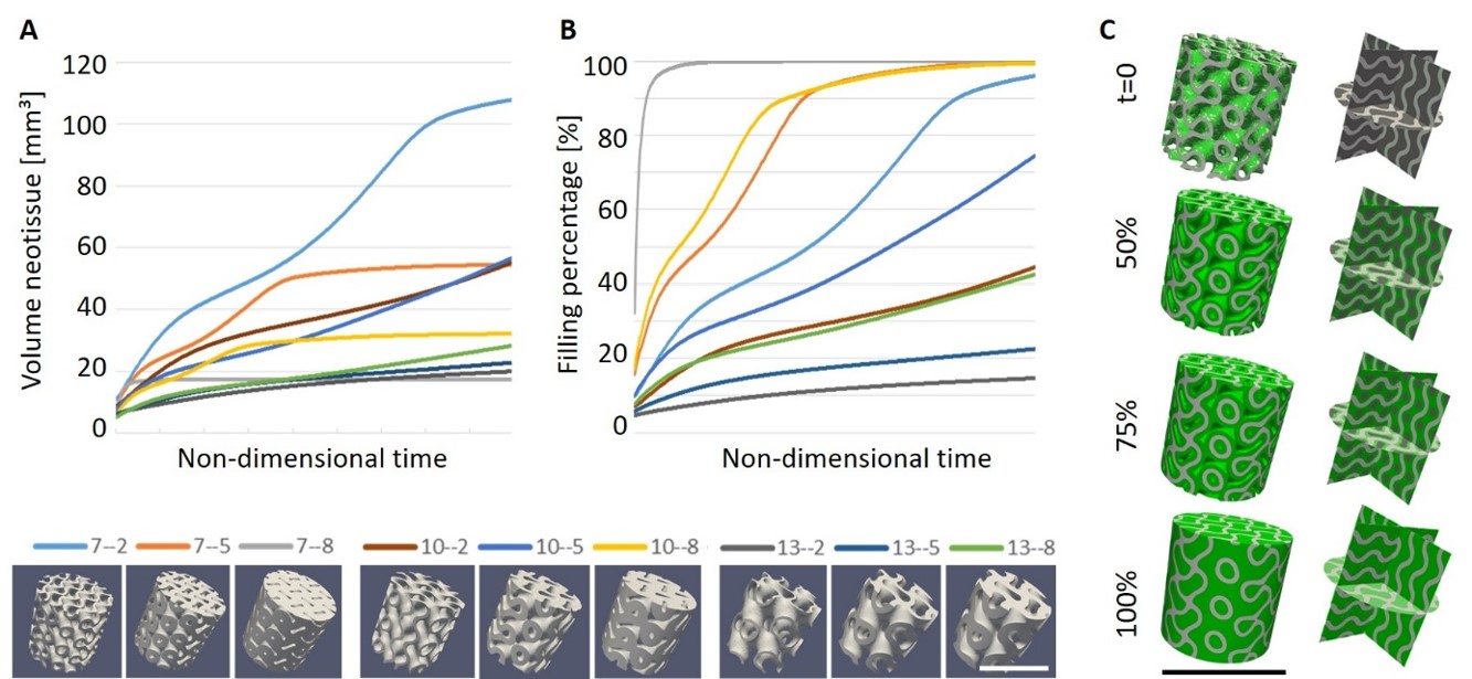 Neotissue formation quantified in absolute volume (A) and filling percentage (B) for cylindrical test samples (diameter 6 mm, height 6 mm). The different combinations are indicated in the legend by 2 numbers, the first of which refers to pore size (7: 700 